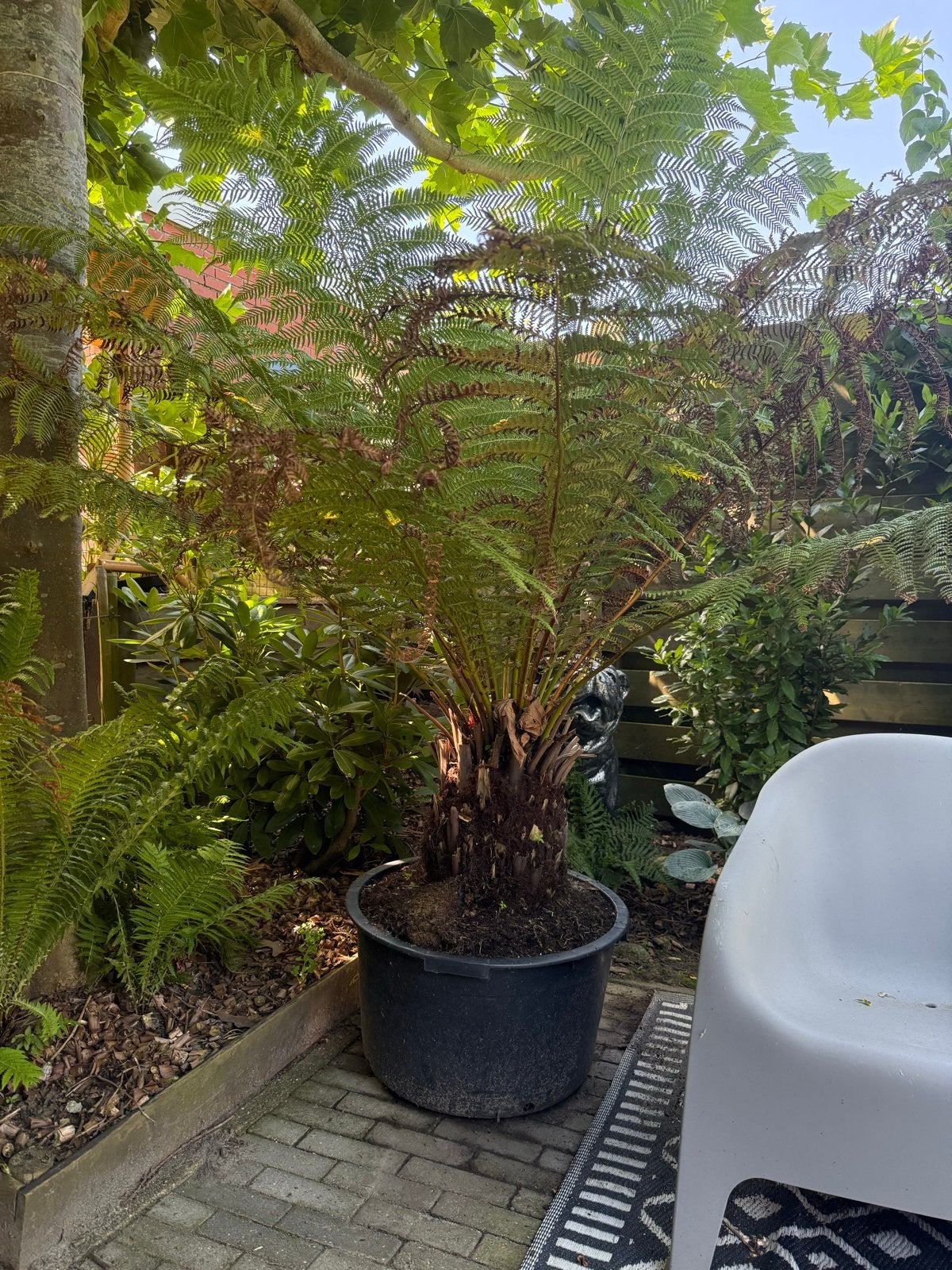 Dicksonia Antartica Boomvaren, Tuin en Terras, Planten | Tuinplanten, Ophalen, Vaste plant, Varens, Bloeit niet