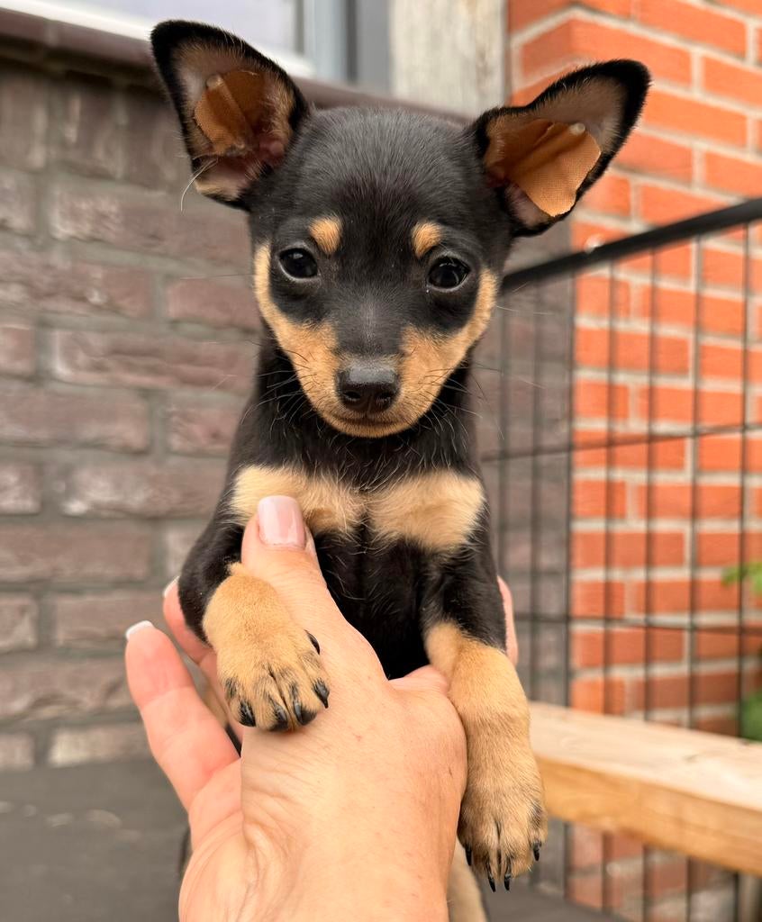 Praagse rattenvangers Praque  Praagse Rattler pup 1 reu nog!, Dieren en Toebehoren, Honden | Chihuahua's en Gezelschapshonden