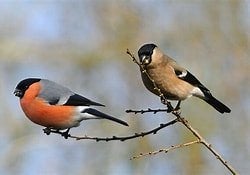mooi fors koppel goudvinken, Dieren en Toebehoren, Vogels | Overige Vogels, Meerdere dieren, Wildzangvogel, Geringd