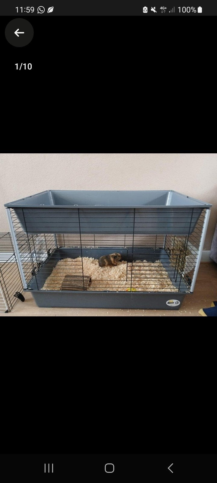 caviakooi, Kooi, 60 tot 90 cm, Nieuw, Ophalen of Verzenden