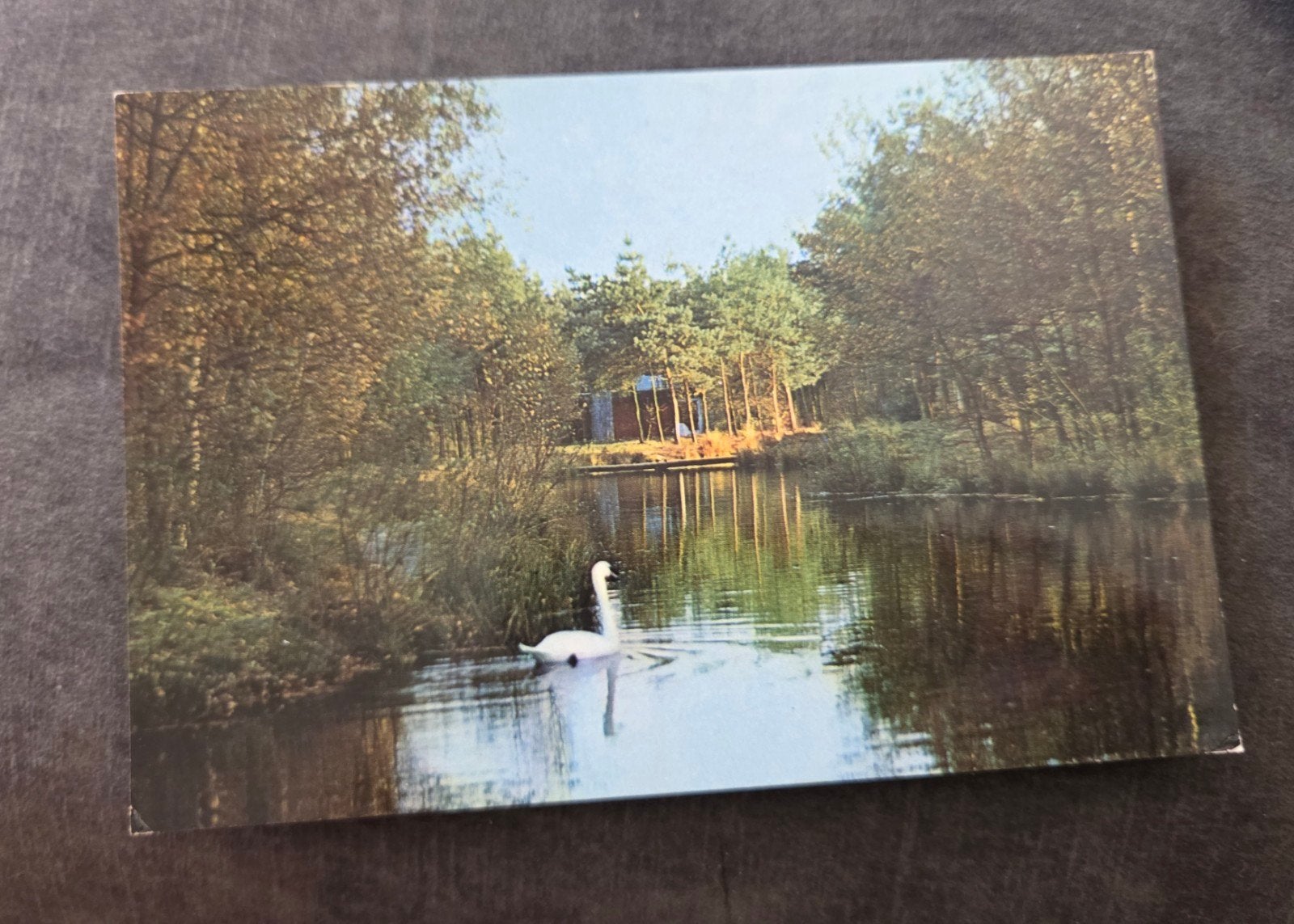 Oude ansichtkaart Het Vennenbos met zwaan, Verzenden, 1960 tot 1980, Gelopen, Zeeland