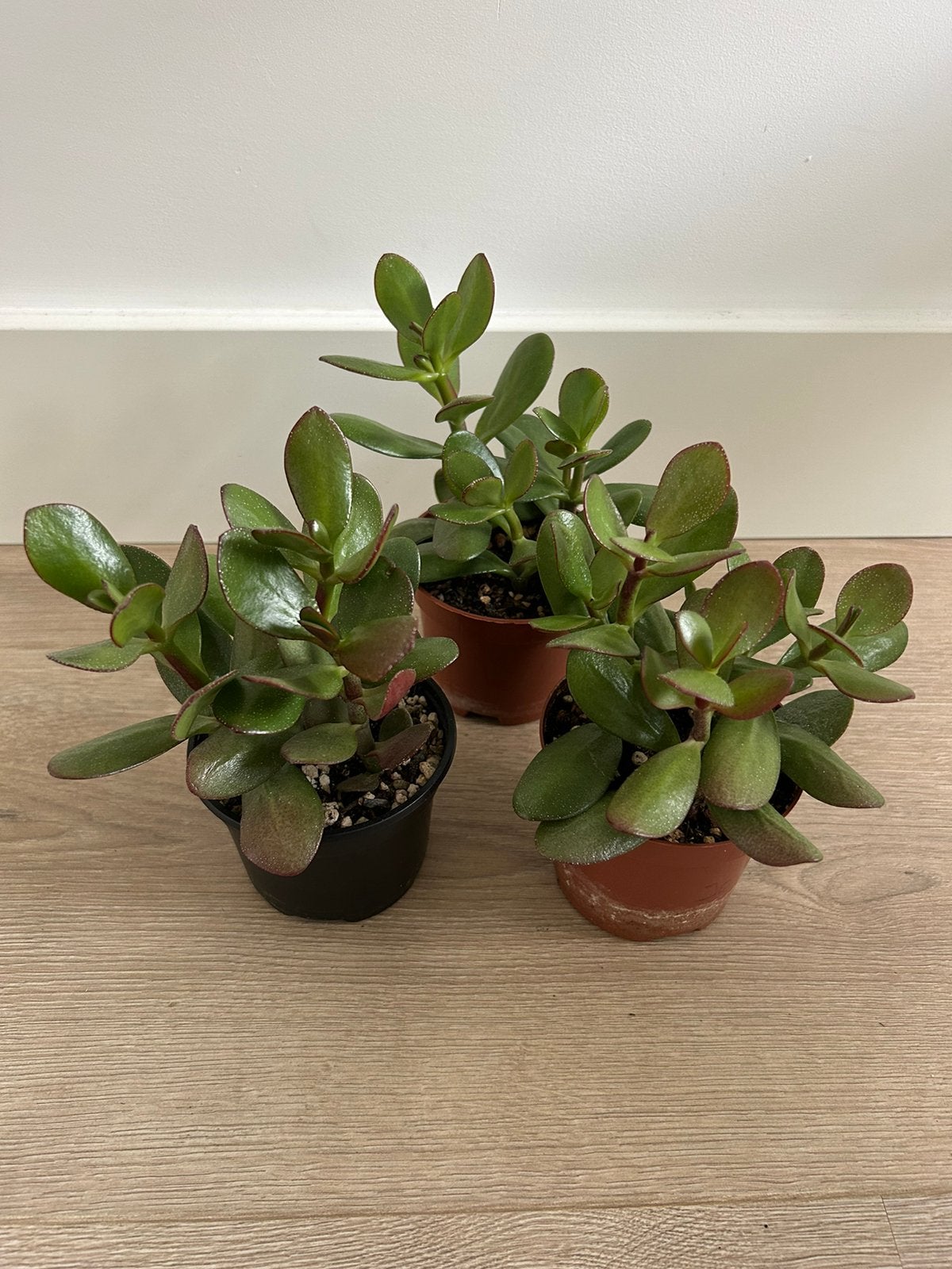 Crassula Ovata - Jade Plant Propagations 3€ each or free, Ophalen, Halfschaduw, Minder dan 100 cm