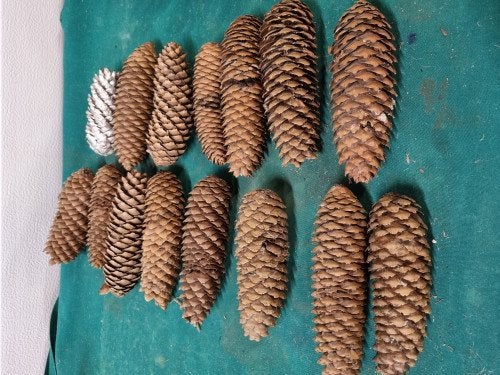 dennenappels langwerpig 15 stuks, Diversen, Kerst, Ophalen of Verzenden, 'T Olde Gre-j, Info@toldegrej.nl, Endepoelstraat 20f Didam
