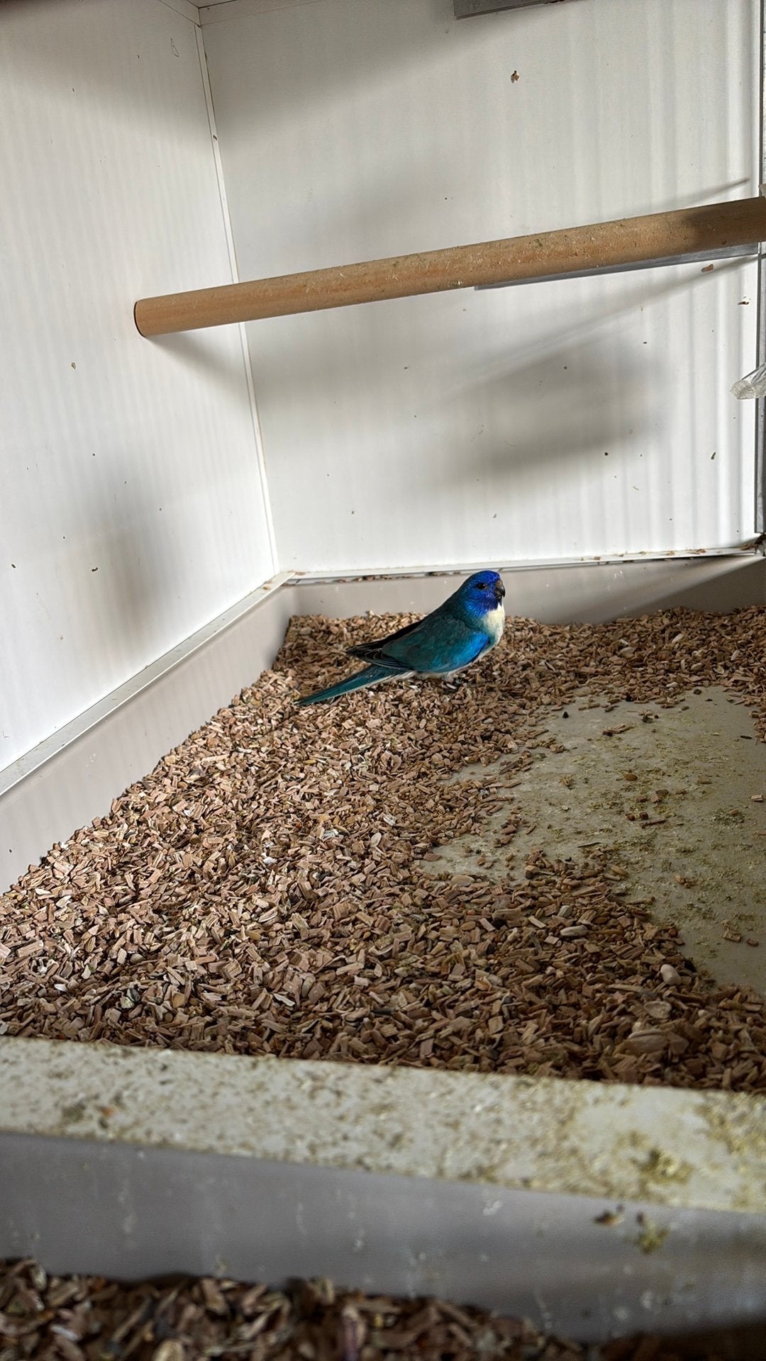 Splendid man, Dieren en Toebehoren, Vogels | Overige Vogels, Mannelijk