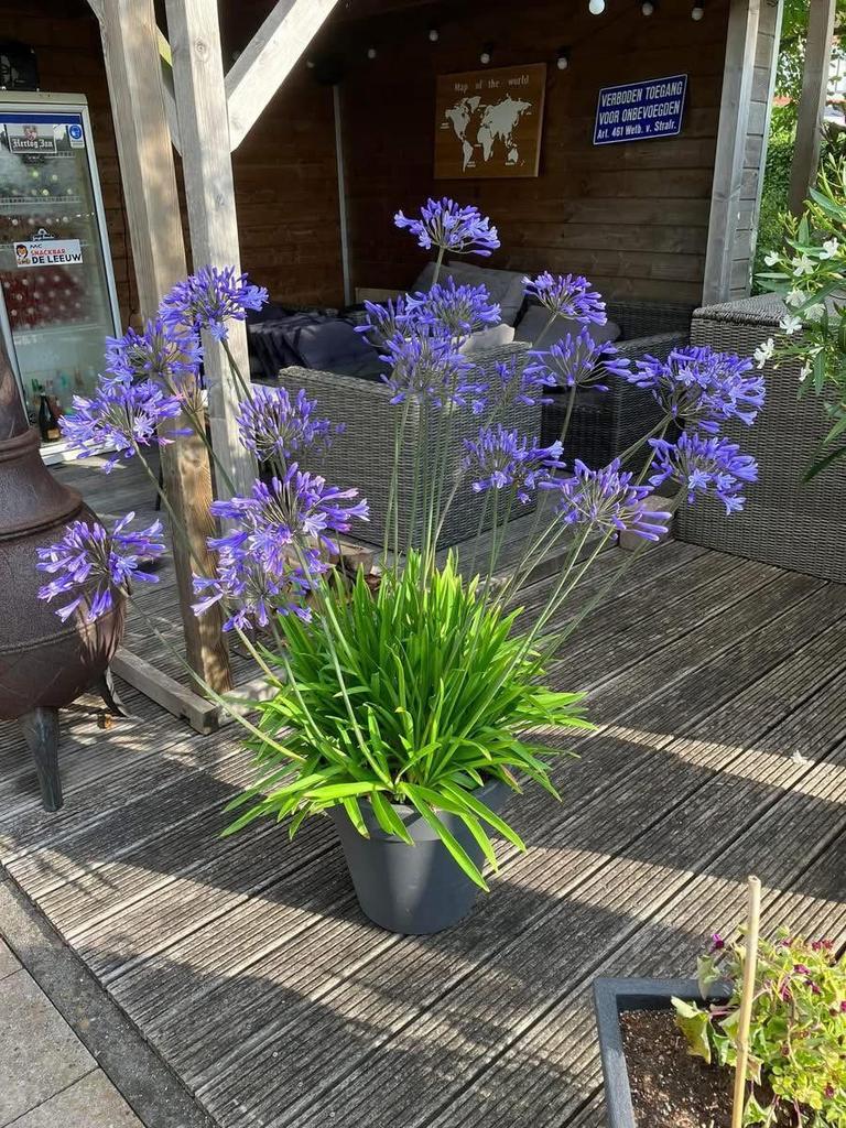 Agapanthus rechtstreeks vd kweker 1 & 2 mei, Ophalen, Overige soorten, Volle zon