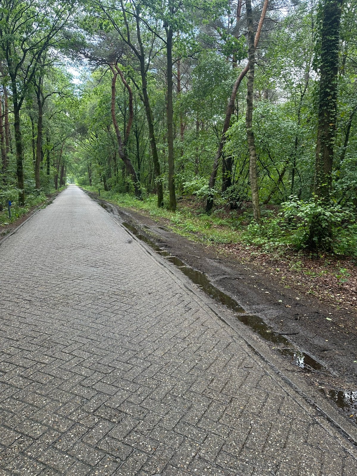 Bosgrond Te Koop