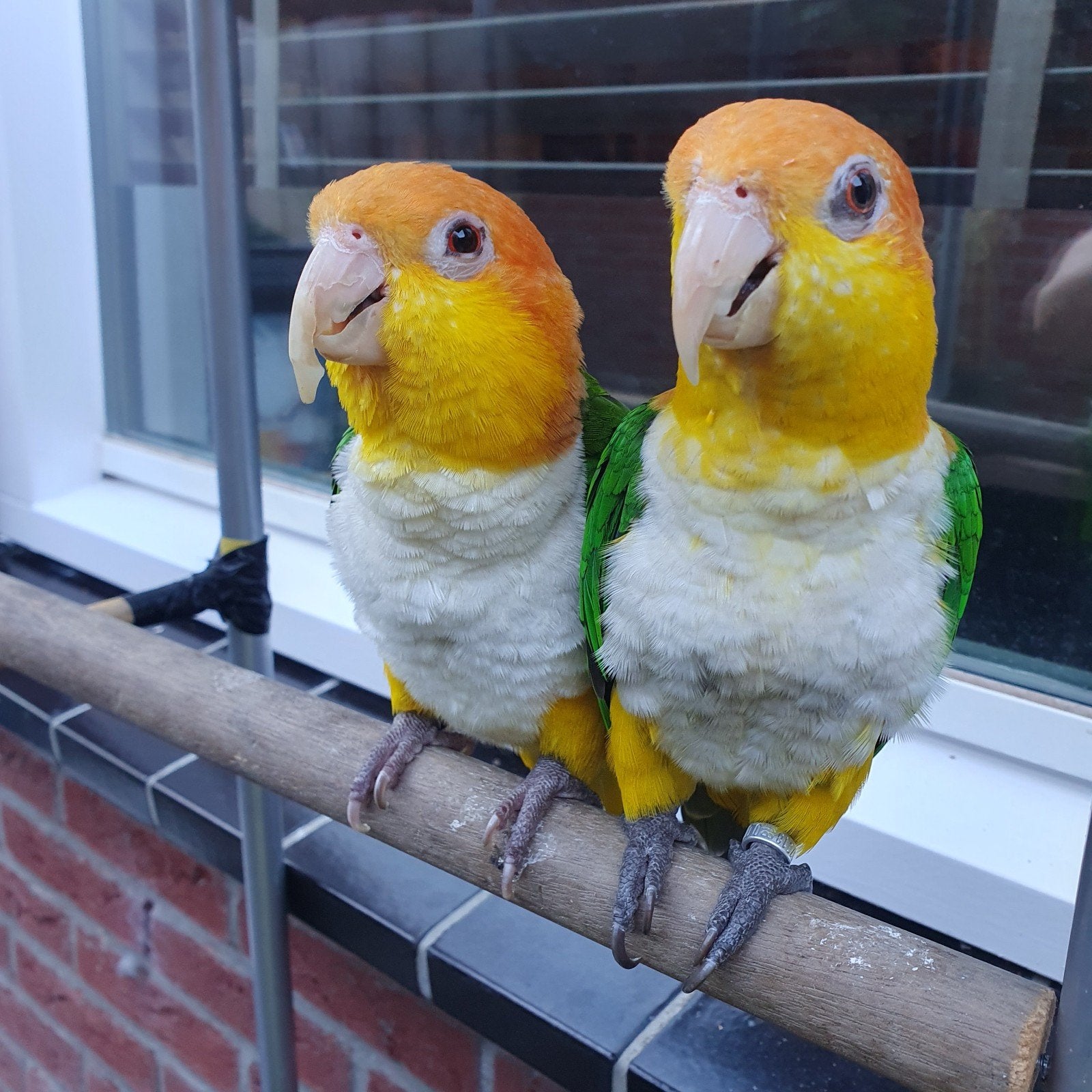 2 Roestkop Caiques, Meerdere dieren, Papegaai