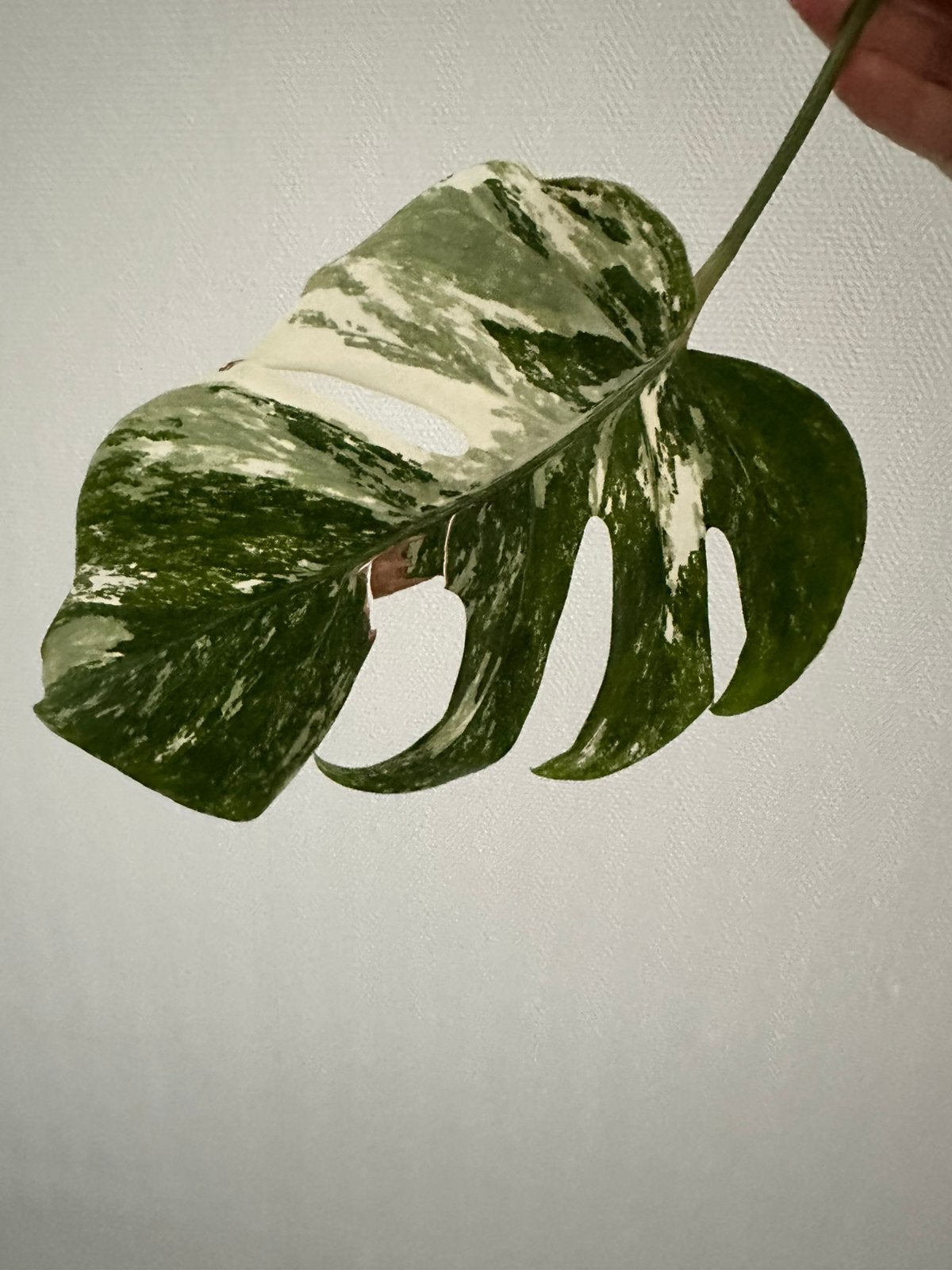 Monstera Deliciosa variegata zijstek 🌱, Huis en Inrichting, Kamerplanten, Ophalen of Verzenden, Halfschaduw, Minder dan 100 cm