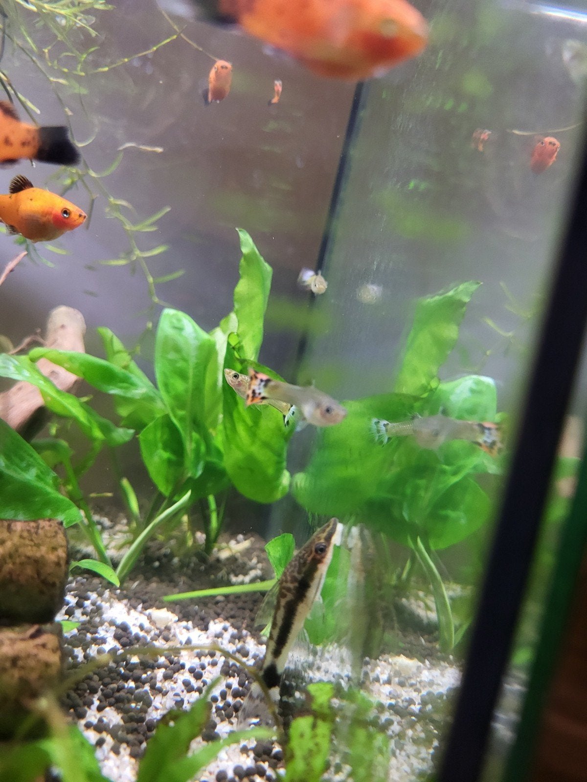 Otocinclus affinis, Vis