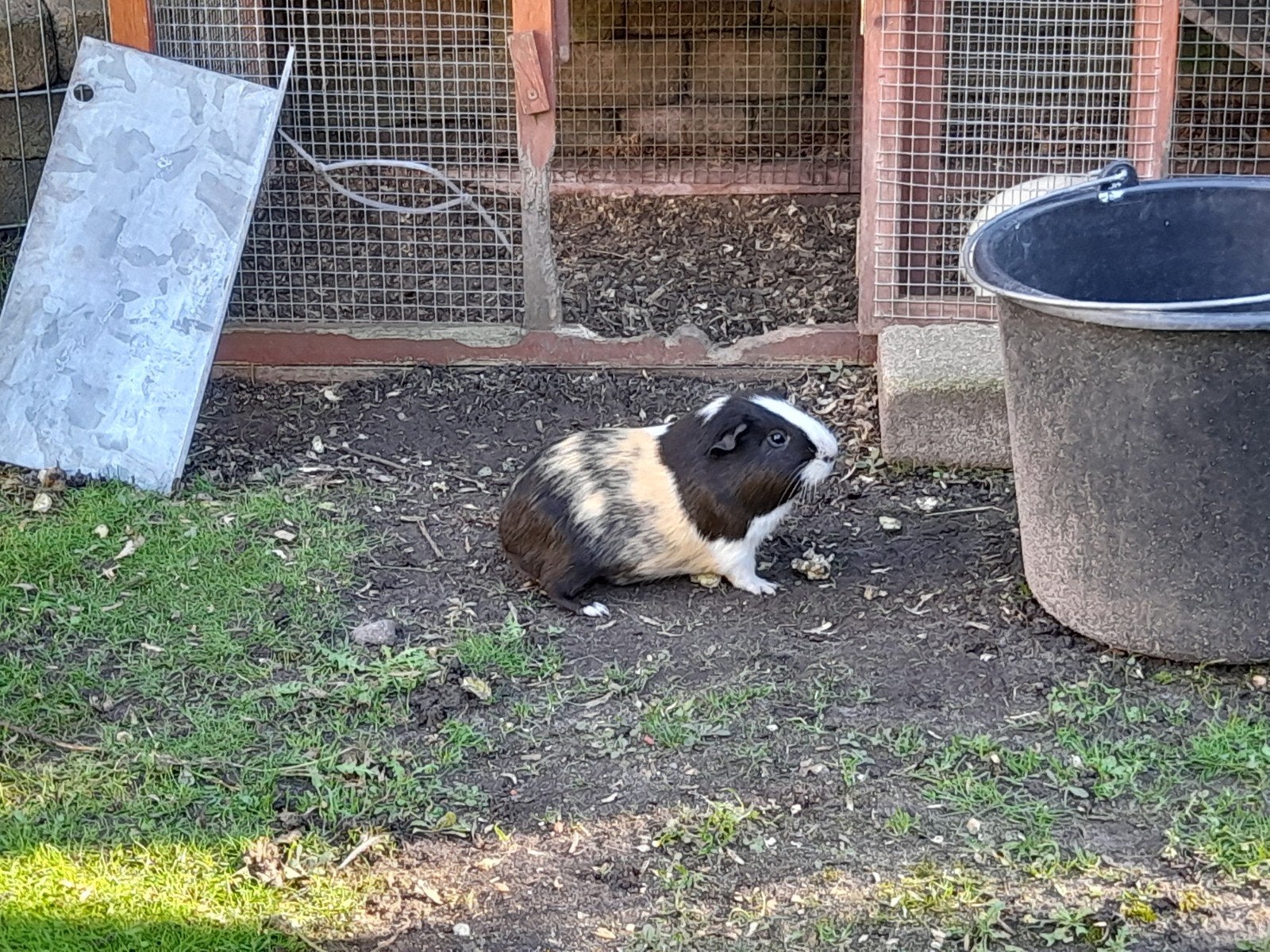 liefdevol huis gezocht voor 3 vrolijke speelse rakkers., Dieren en Toebehoren, Juni, Mannelijk, Cavia