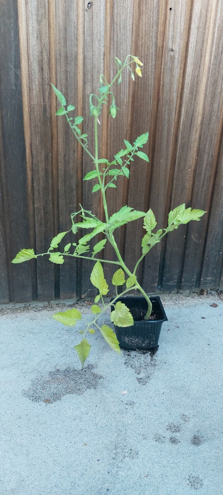 Bio tomatenplant - Zelf gestekt, met tomaten en bloemetjes, Ophalen, Volle zon, Groenteplanten, Eenjarig