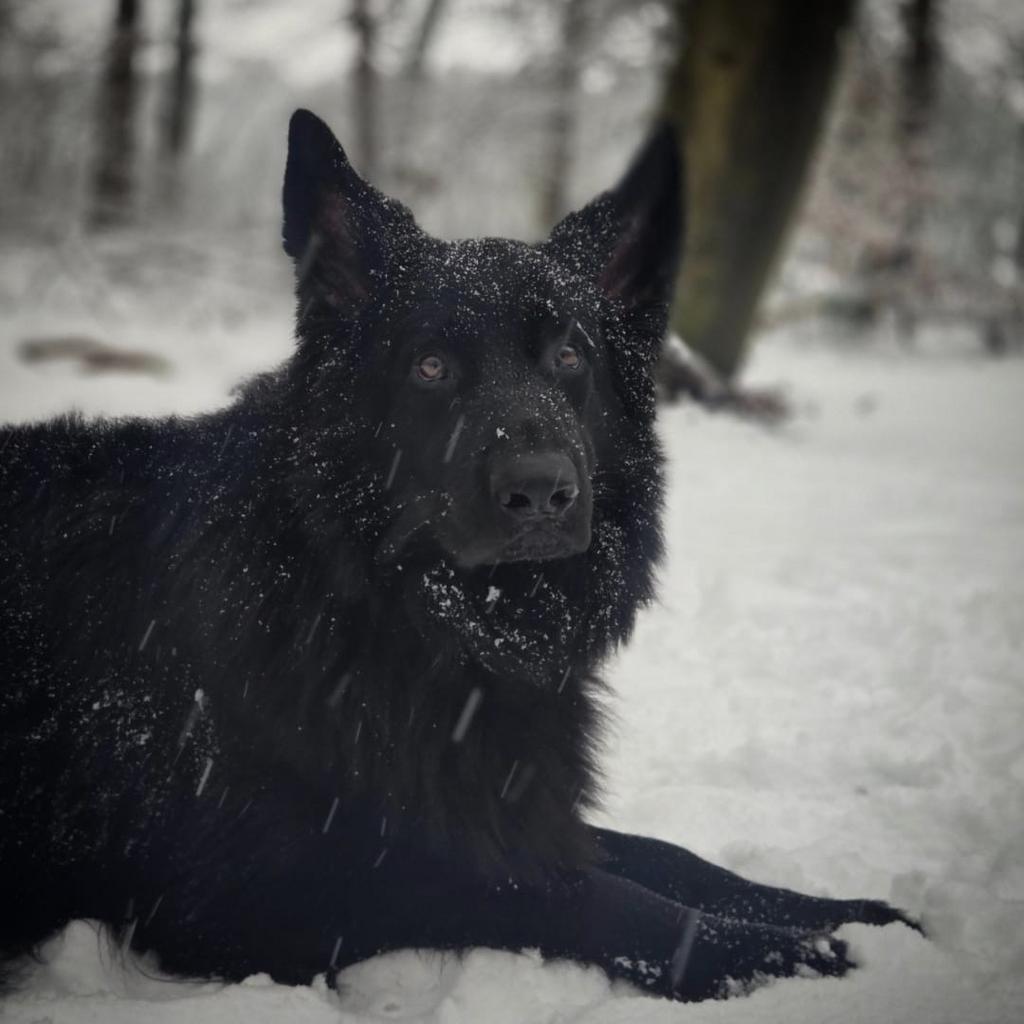 Oud duitse herder ter dekking aangeboden, NIET TE KOOP!, Dieren en Toebehoren, Honden | Dekreuen, Parvo, Reu, Eén hond, 3 tot 5 jaar