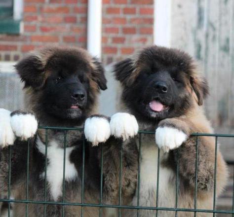 American Akita pups beschikbaar, Nederland, 15 weken tot 1 jaar, Overige rassen, Teef