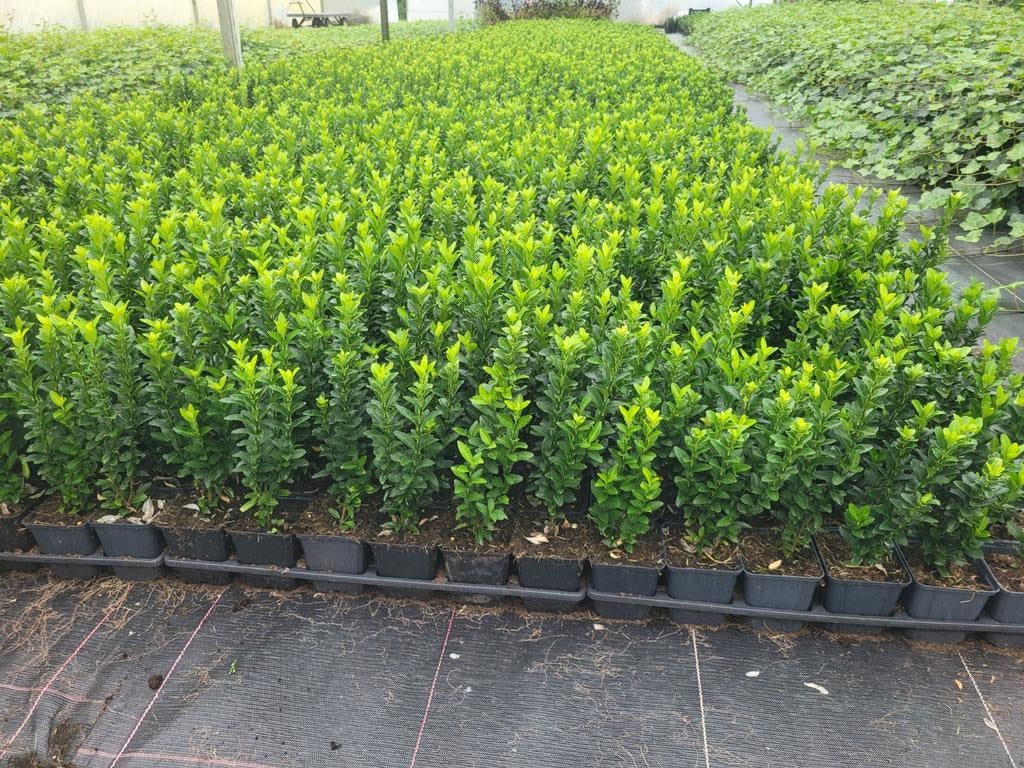 Buxusvervanger Euonymus Green Spire, Tuin en Terras, Ophalen of Verzenden, Zomer, Volle zon