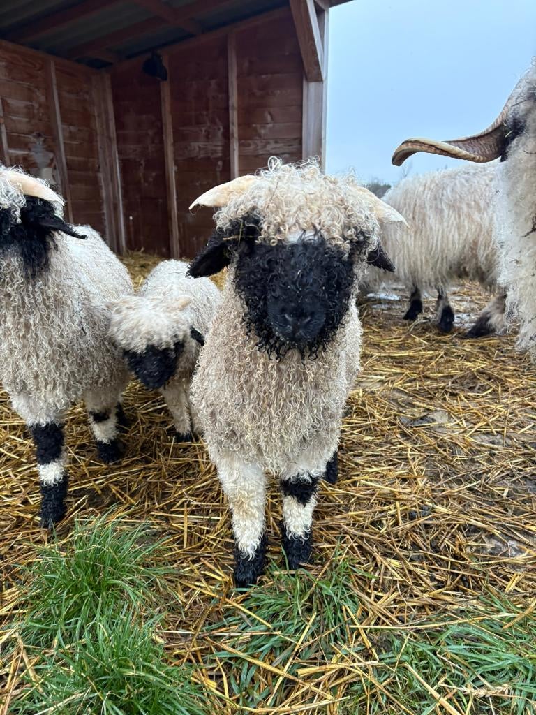 Walliser Schwarznase ram, Dieren en Toebehoren, Mannelijk, Schaap, 0 tot 2 jaar