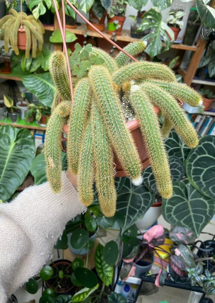1 golden rattail cactus in hangpot, Huis en Inrichting, Kamerplanten, Ophalen of Verzenden, Cactus, Volle zon, Minder dan 100 cm
