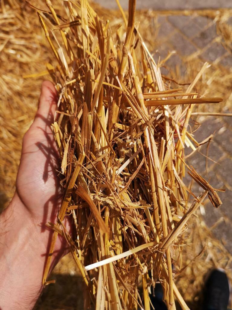 MOOI GROF ZEEUWS STRO voor paarden te koop bij Stouten, Dieren en Toebehoren, Paarden en Pony's | Overige Paardenspullen, Ophalen of Verzenden