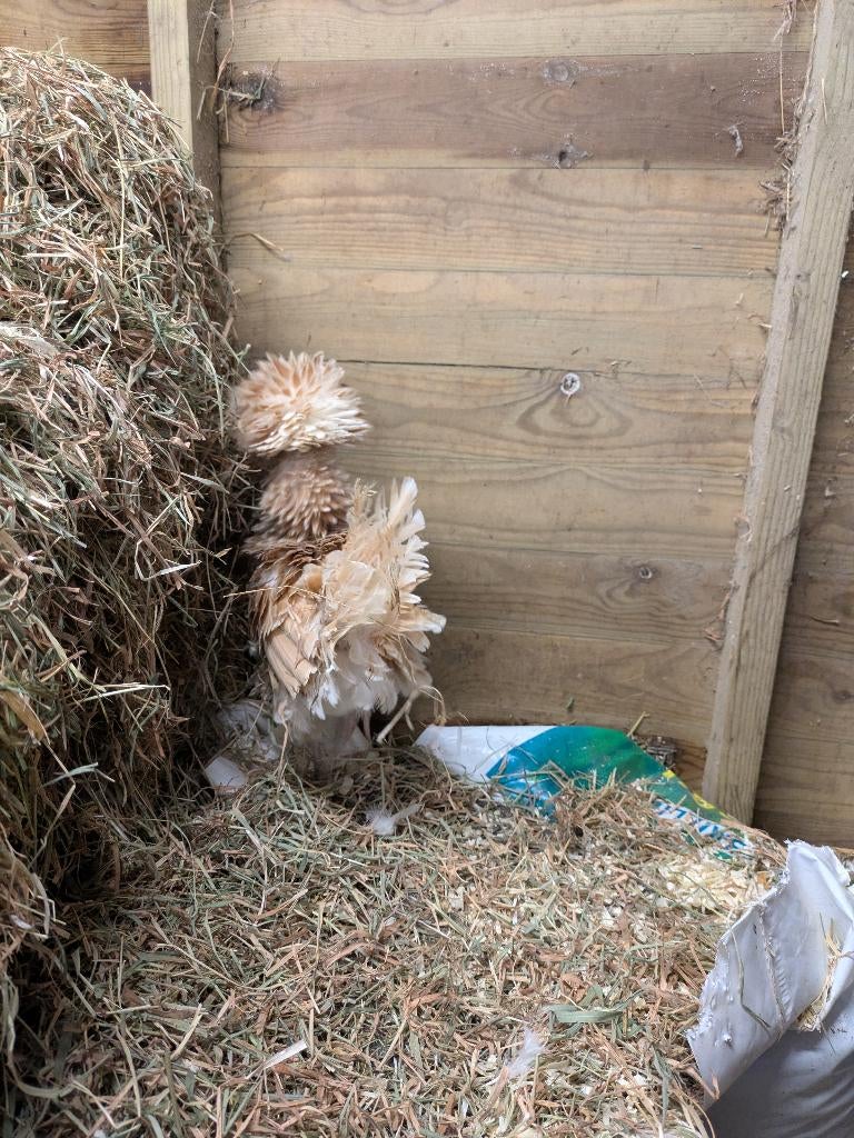 Padua krulveer, Meerdere dieren, Kip
