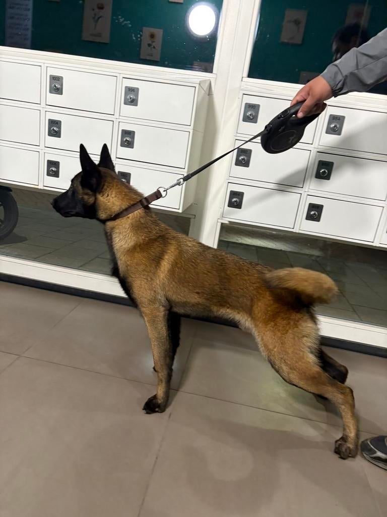 Volbloed mechelse herder, Dieren en Toebehoren, Honden | Niet-rashonden, 15 weken tot 1 jaar, Reu, Eén hond, Nederland