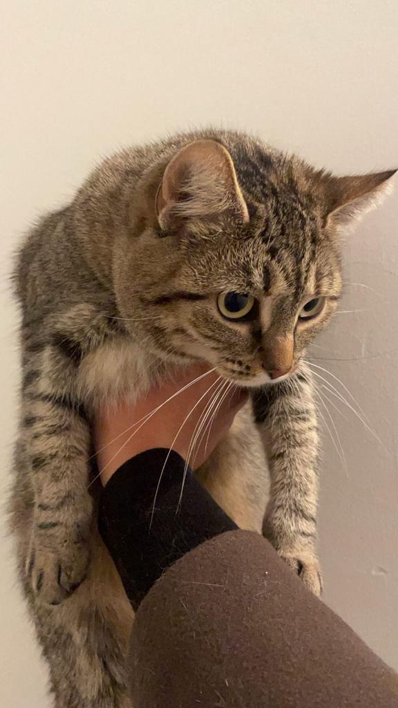 Lieve poes zoekt nieuw warm thuis, Poes