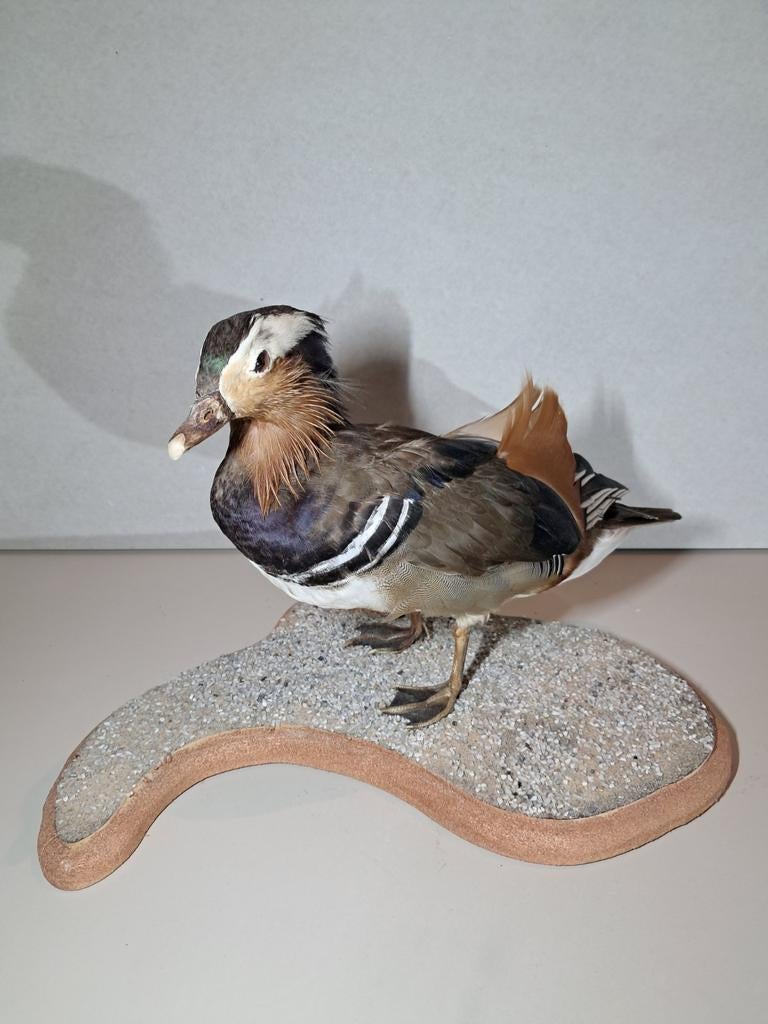 Opgezette mandarijneend. Taxidermie. Landelijk decoratief, Ophalen of Verzenden, Zo goed als nieuw, Vogel, Opgezet dier
