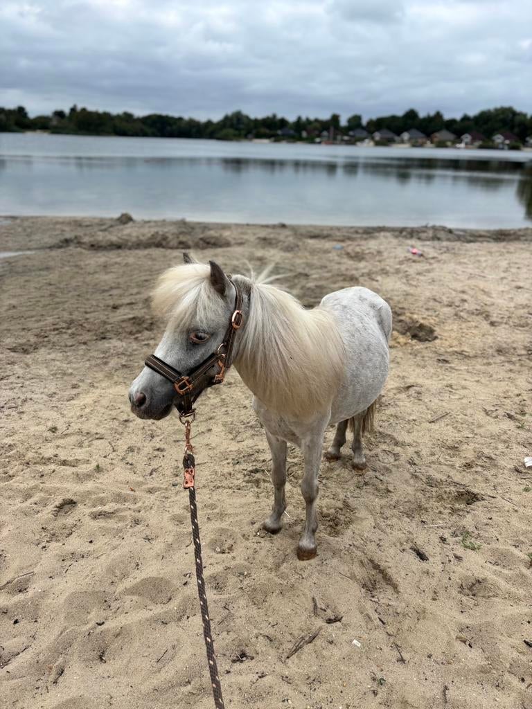 Weiland/weidegang gezocht voor Shetlanders, Weidegang, 4 paarden of pony's of meer