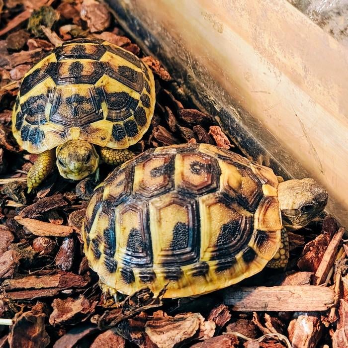 Testudo hermanni, Schildpad, 0 tot 2 jaar