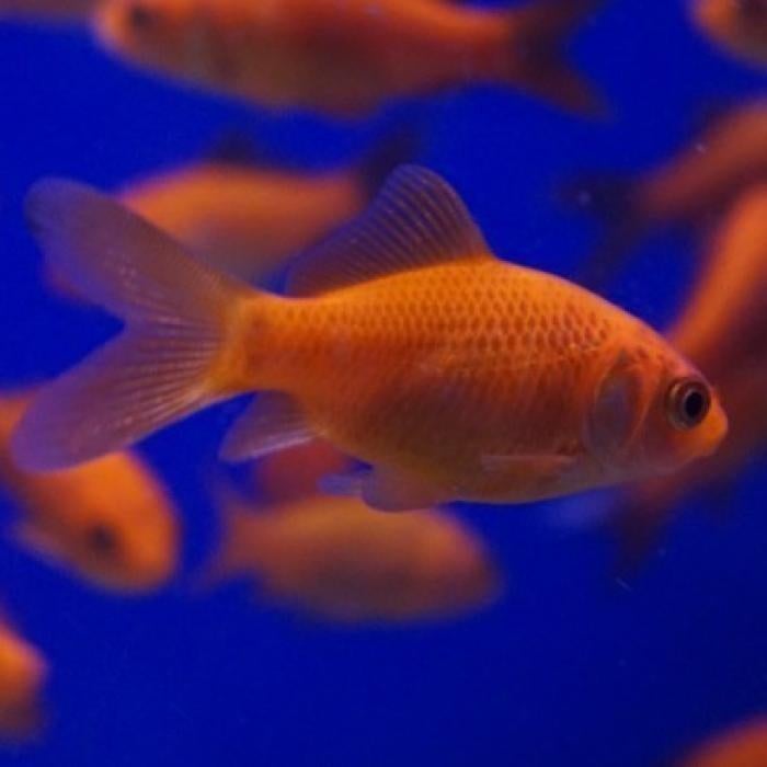 Carrasius auratus, Dieren en Toebehoren