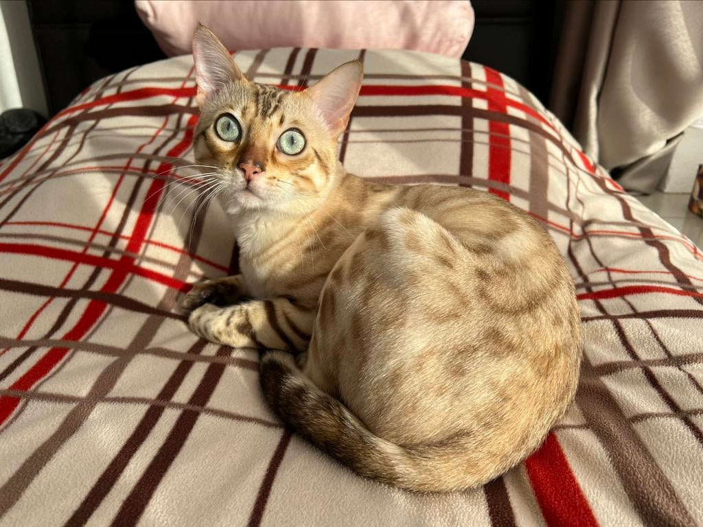 100% Bengaalse Dekkater Snow Lynx Bengaal, Dieren en Toebehoren, 0 tot 2 jaar