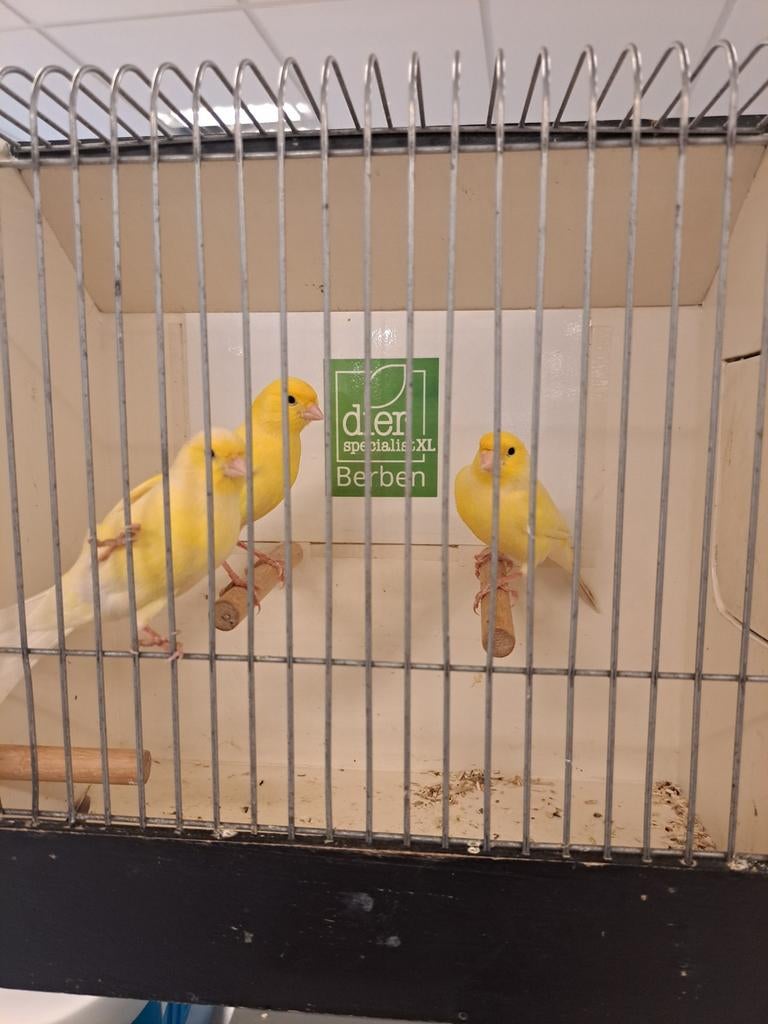 Kanaries  mannen, Dieren en Toebehoren, Vogels | Kanaries, Mannelijk, Kleurkanarie