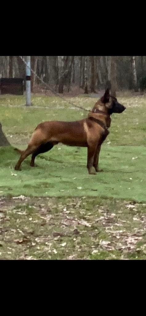 2 x Dekreu Kenzo  en zoon Kimbo KNPV NK 2023, Parvo, Reu, Eén hond, 3 tot 5 jaar