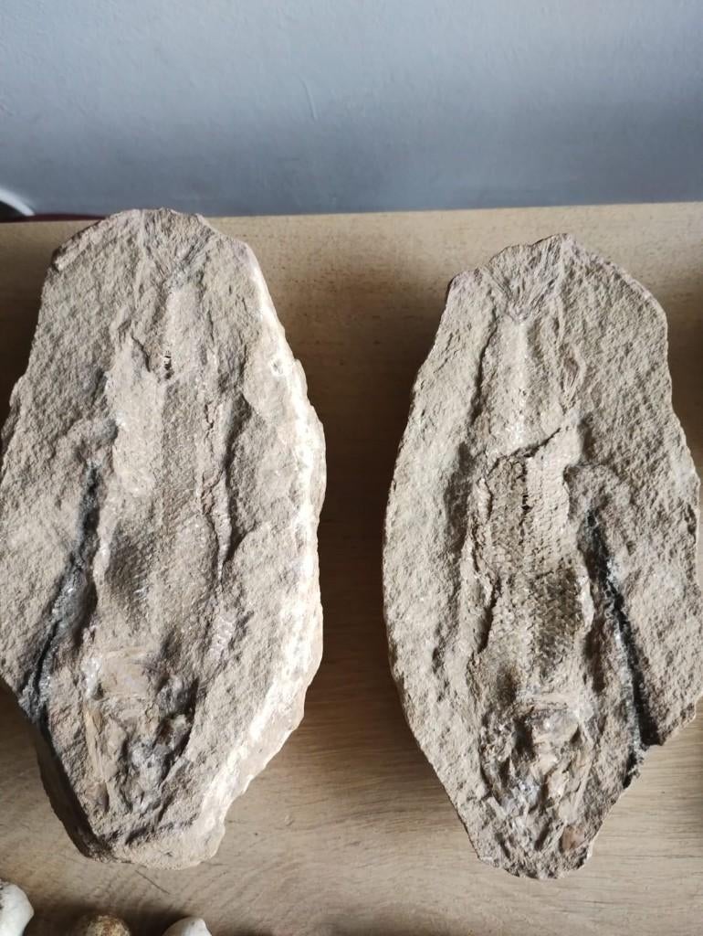 Fossiele vis, Verzamelen, Ophalen of Verzenden, Fossiel