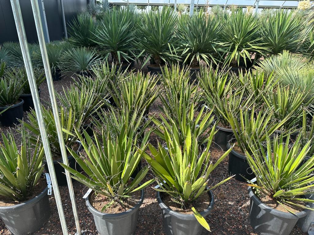 Yucca carnerosana te koop Palmexpert bomen en plantencentrum, Tuin en Terras, Planten | Bomen, Overige soorten, Minder dan 100 cm