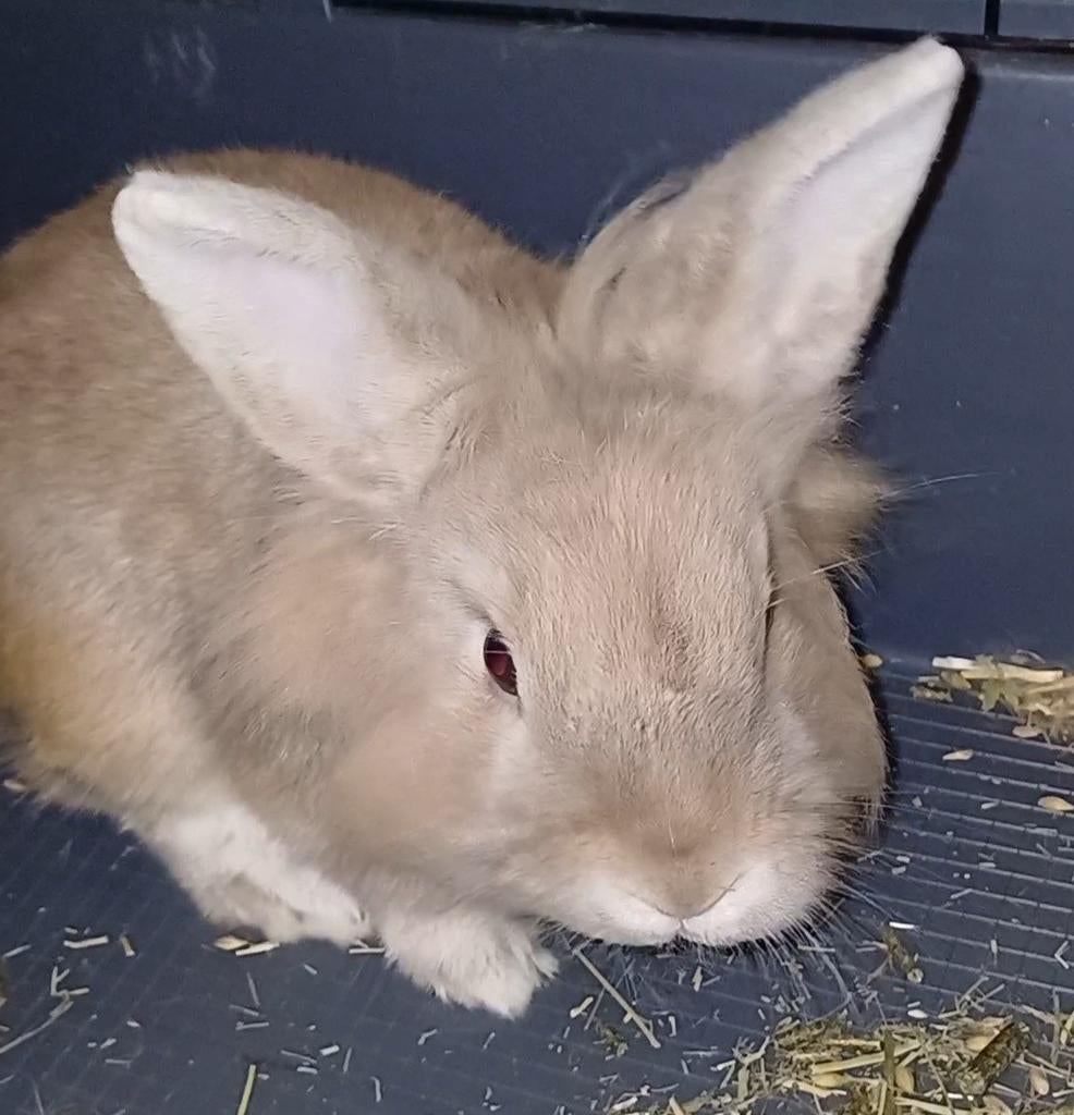 2 Konijnen Leeuwenkop 1 jaar jong!, Mannelijk, Middelgroot, 0 tot 2 jaar