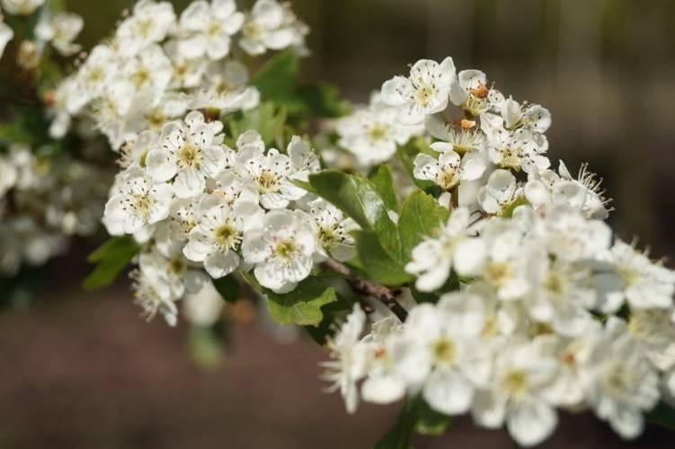 HAAG Crataegus monogyna, Eenstijlige meidoorn natuurlijk heg, Tuin en Terras, Overige soorten, Vaste plant, Ophalen of Verzenden