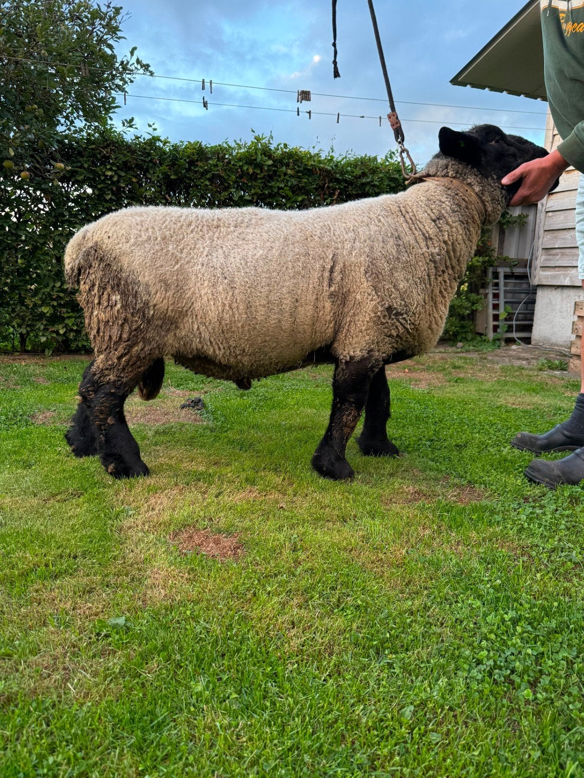 Beste suffolk ram, Dieren en Toebehoren, Schapen, Geiten en Varkens, Mannelijk, Schaap