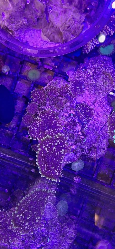 Oren (ricordea yuma) koraal zeewater aquarium, Dieren en Toebehoren, Overige typen