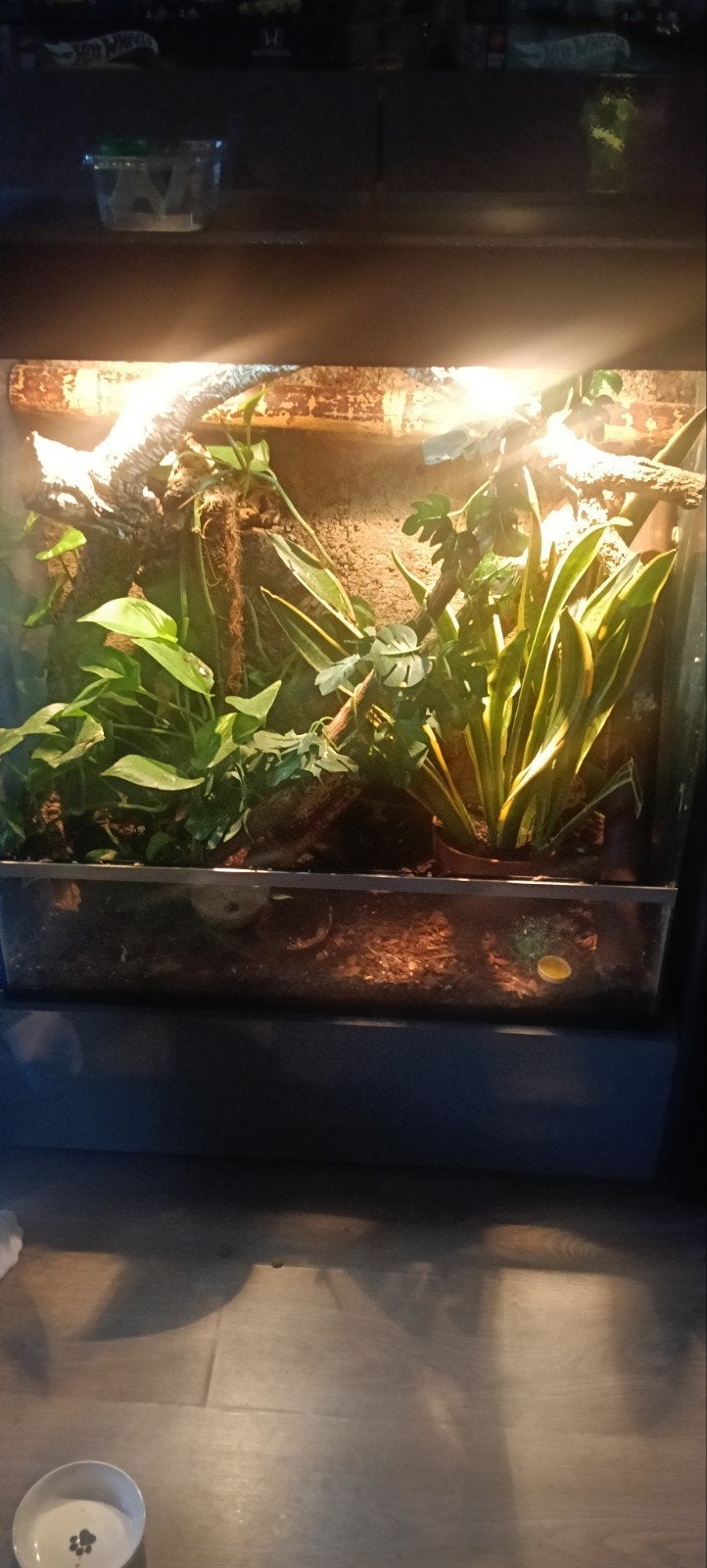 Terrarium 80/40/80, Ophalen, Gebruikt, Terrarium of Paludarium