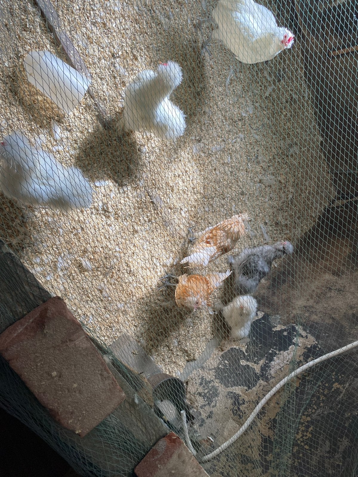 Brabanter en zijdehoender hanen te koop, Dieren en Toebehoren, Kip