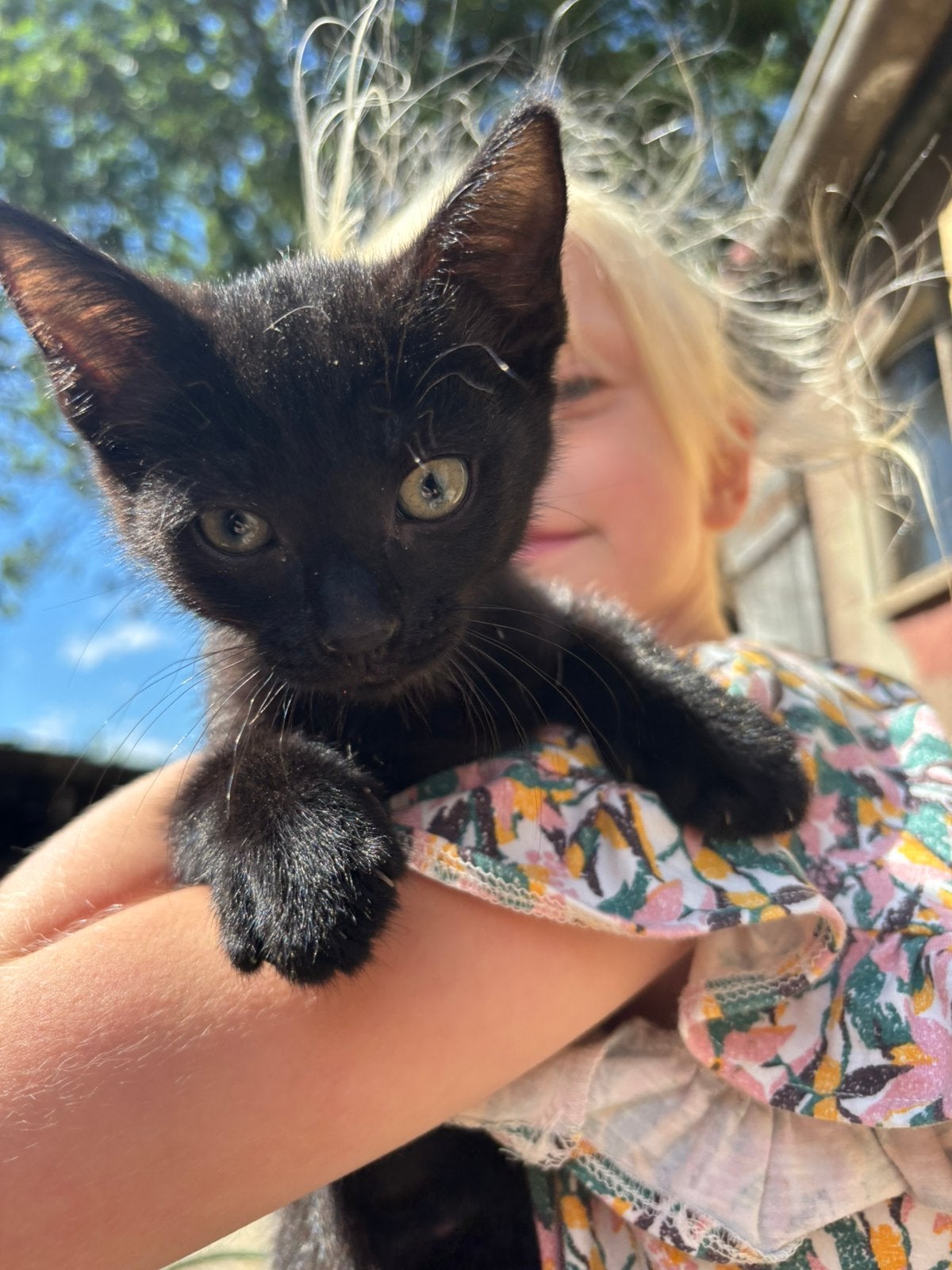 Europese korthaar kitten geboren 6 mei, Dieren en Toebehoren, Katten en Kittens | Overige Katten, Meerdere dieren