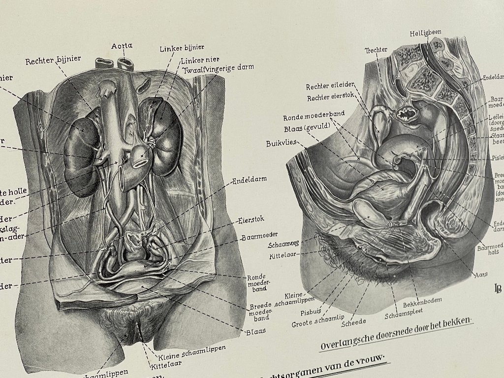 Anatomische atlas 1943 , Antiek en Kunst, Antiek | Boeken en Bijbels, Ophalen of Verzenden