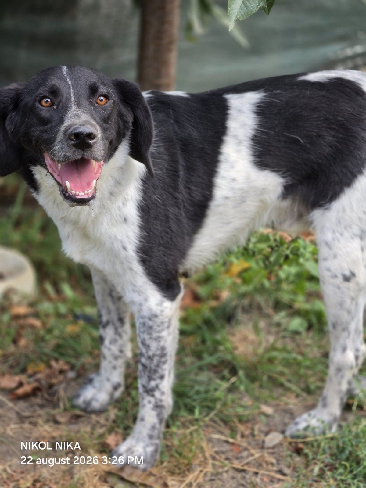 Frodo zoekt een baasje, 1 tot 2 jaar, Buitenland, Eén hond, Reu