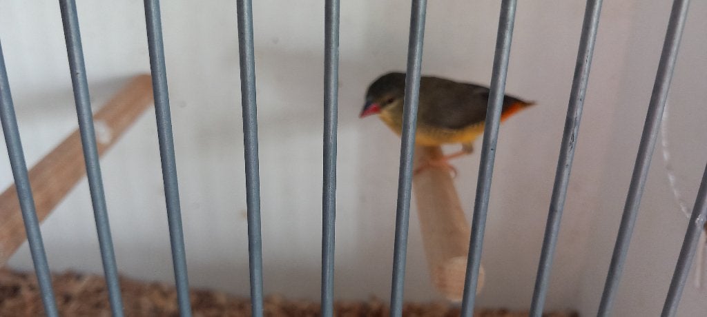 Goudbuikje pop 2025, Dieren en Toebehoren, Vogels | Overige Vogels, Vrouwelijk, Tropenvogel, Geringd