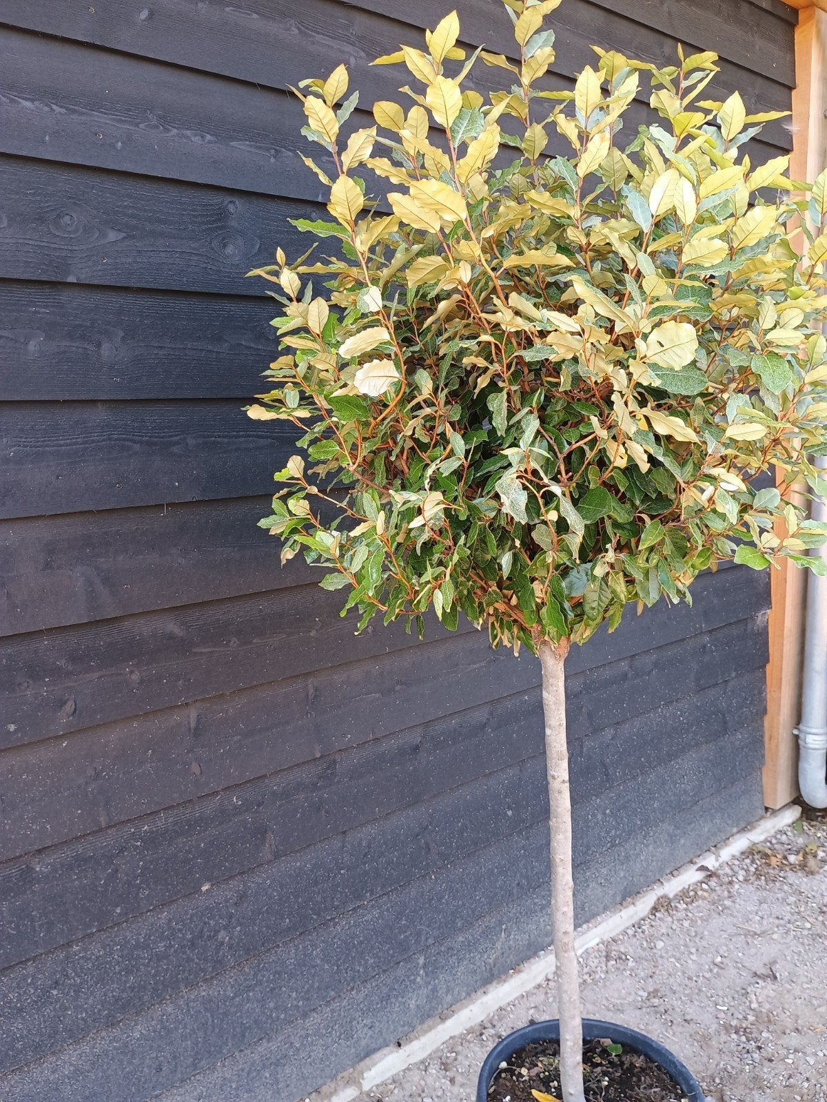 Eleagnus Ebbingei Compacta - Olijfwilg, Ophalen