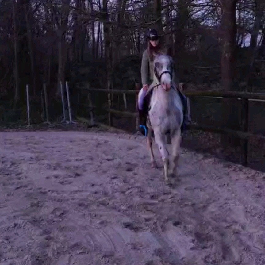 Paarden/pony's beleeren en door rijden, Dieren en Toebehoren, Ophalen, Nieuw