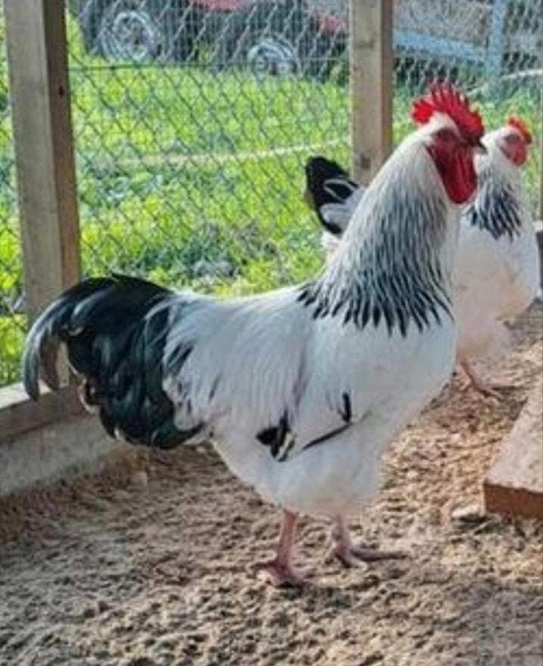 Sussex kippen haan en hen mag ook stuk kopen, Meerdere dieren, Kip