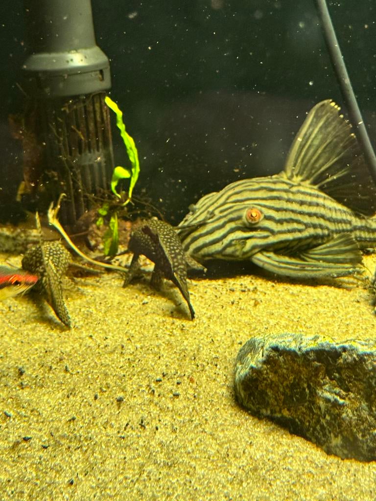 L190 = Royal Pleco / Roodoog Pleco, Dieren en Toebehoren, Vissen | Aquariumvissen, Vis