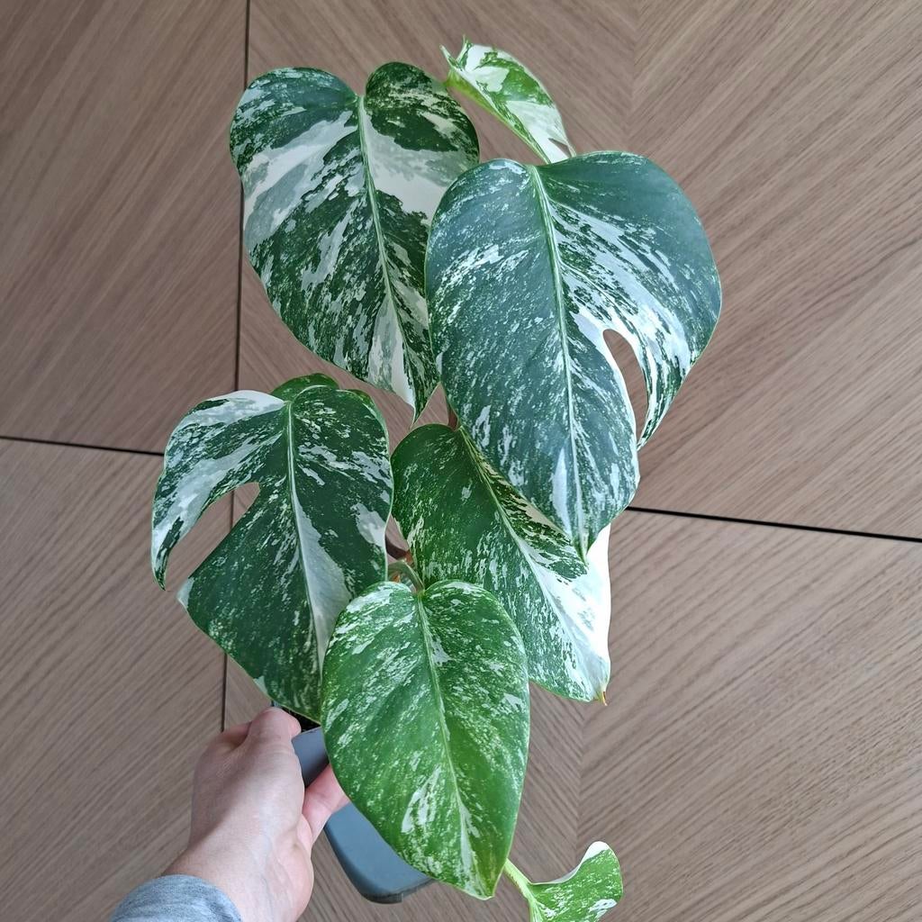 Monstera albo variegata plant, Huis en Inrichting, Kamerplanten, Ophalen of Verzenden, Halfschaduw, Minder dan 100 cm