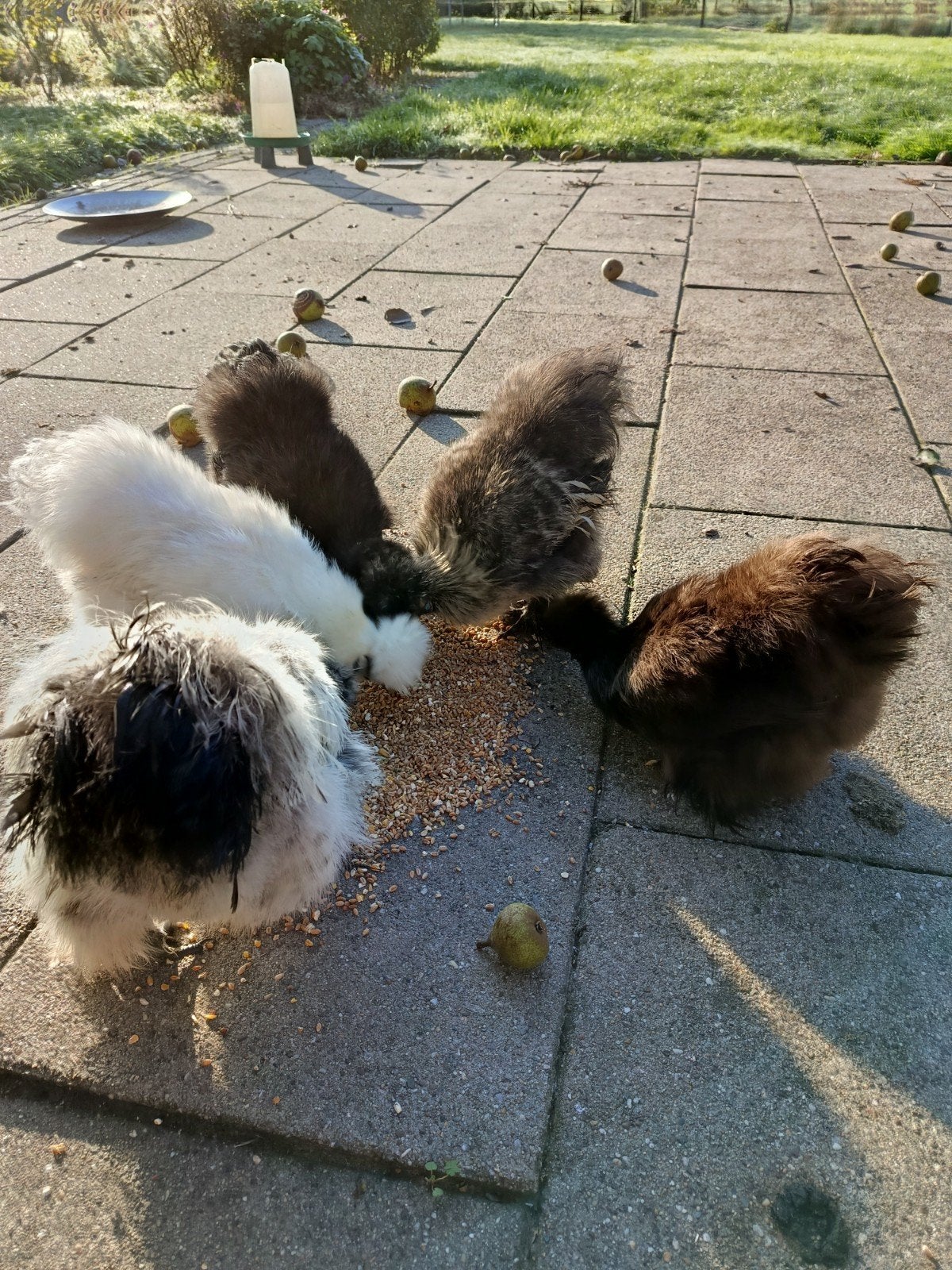 Zijdehoen toom te koop; 1 april geboren, Meerdere dieren, Kip