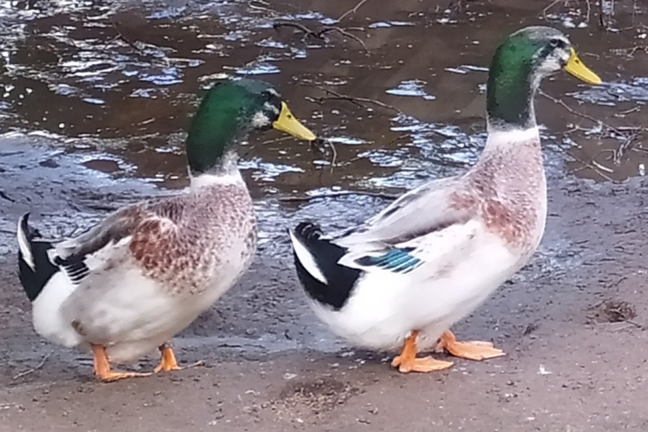 Silver Appleyard eend, Dieren en Toebehoren, Meerdere dieren, Eend